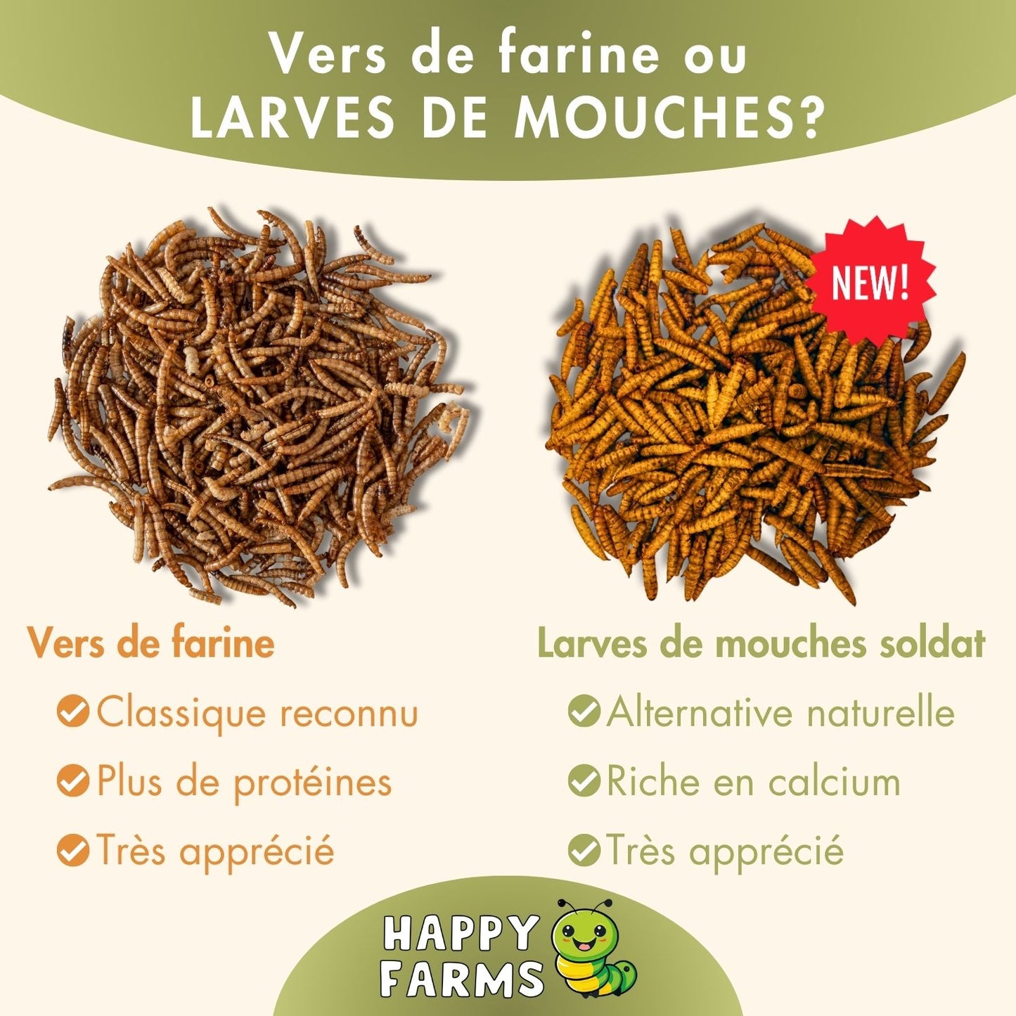 Vers de farine ou LARVES DE MOUCHES