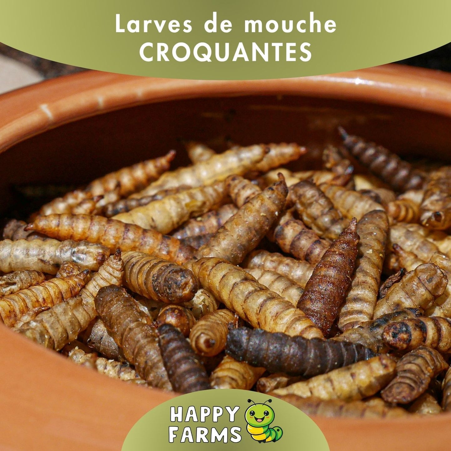 BSF_mouche_CROQUANTES