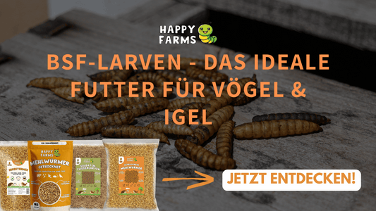 Soldatenfliegenlarven kaufen – Warum BSF-Larven das ideale Futter für Vögel & Igel sind