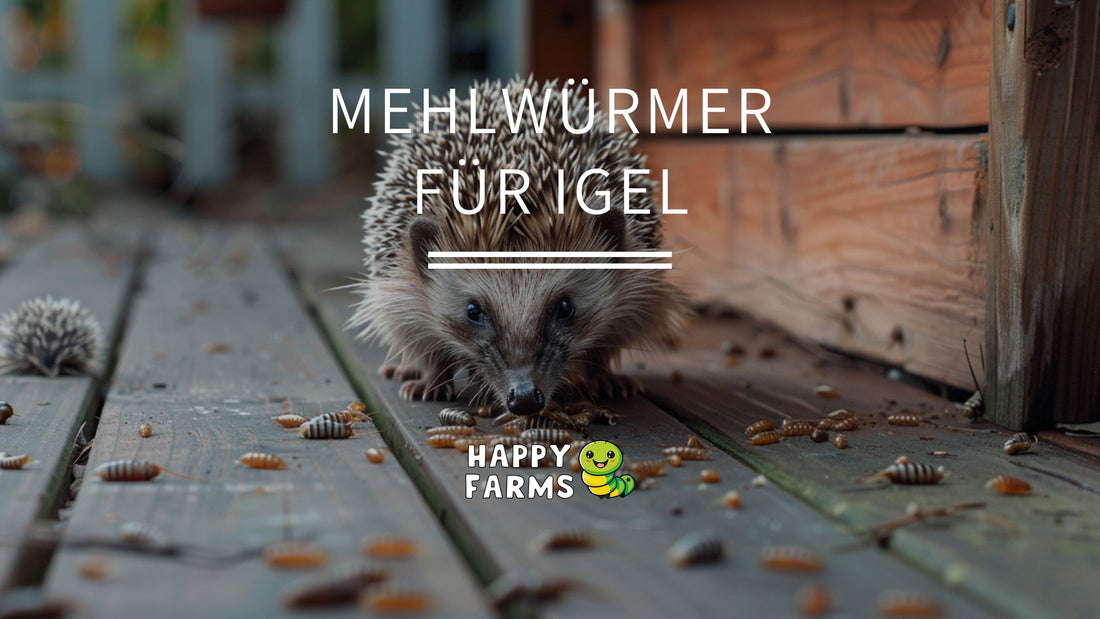 Thumbnail Igel frisst Mehlwürmer
