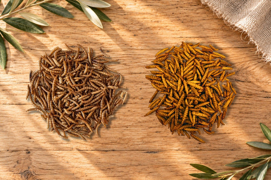 Vers de farine ou larves de mouches soldats ? Le comparatif