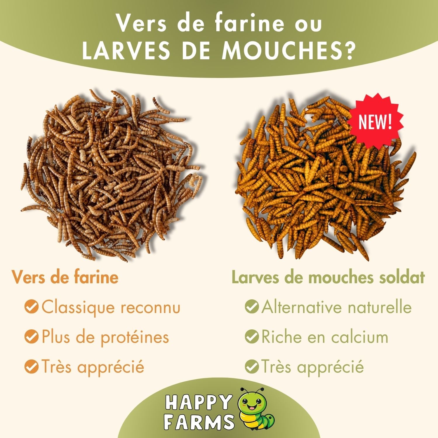 Vers de farine ou LARVES DE MOUCHES