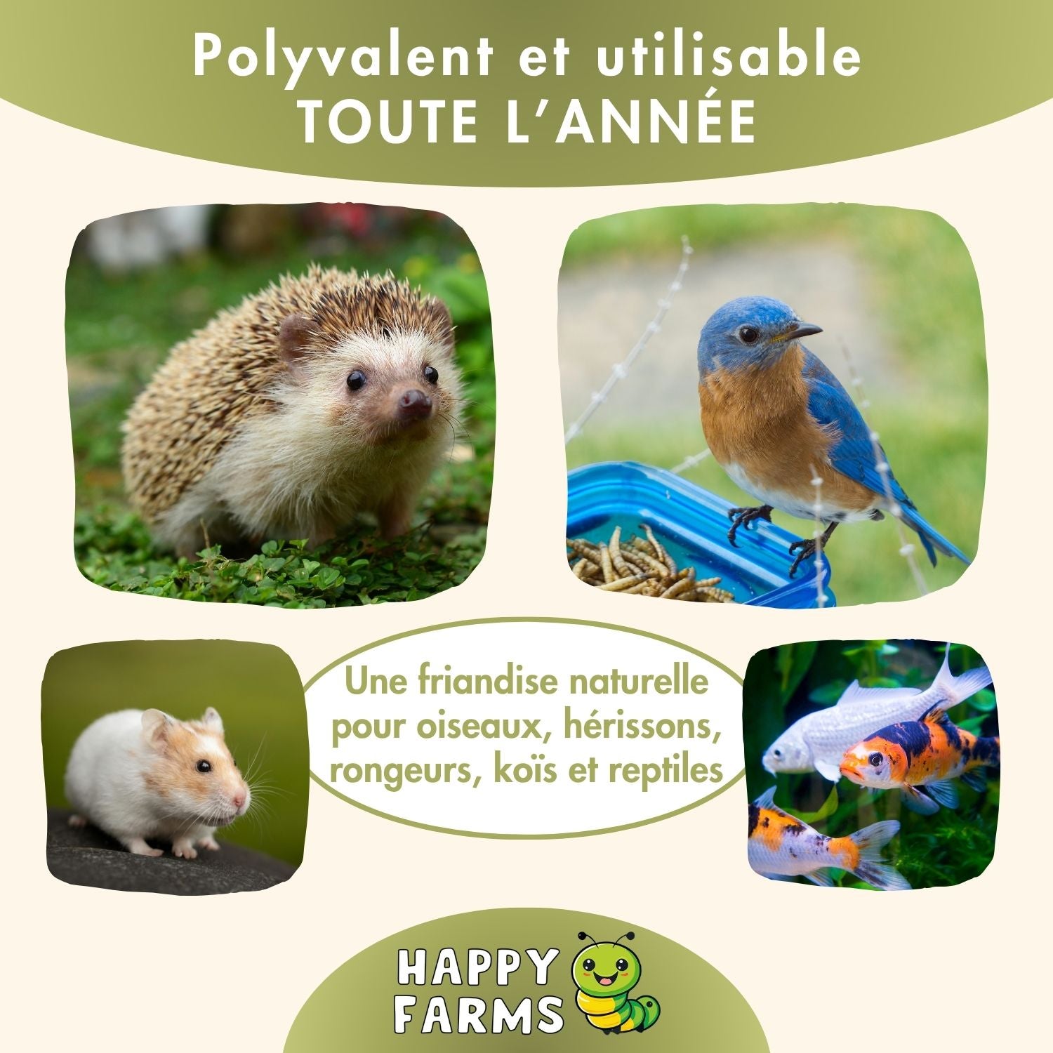 BSF_Polyvalent_et_utilisable_TOUTE_L_ANNEE