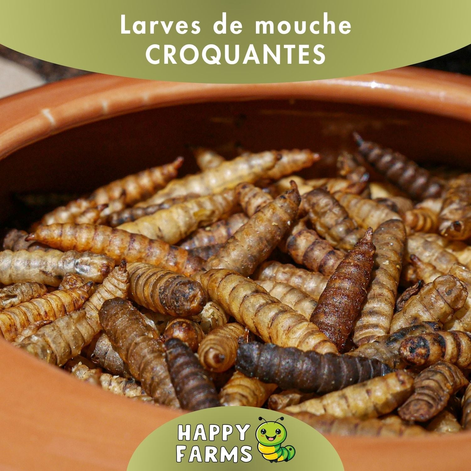 BSF_mouche_CROQUANTES