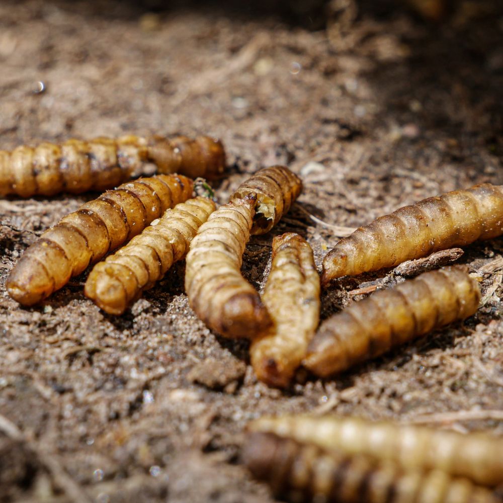 BSF-Larven – Futter für Hühner, Vögel und Reptilien