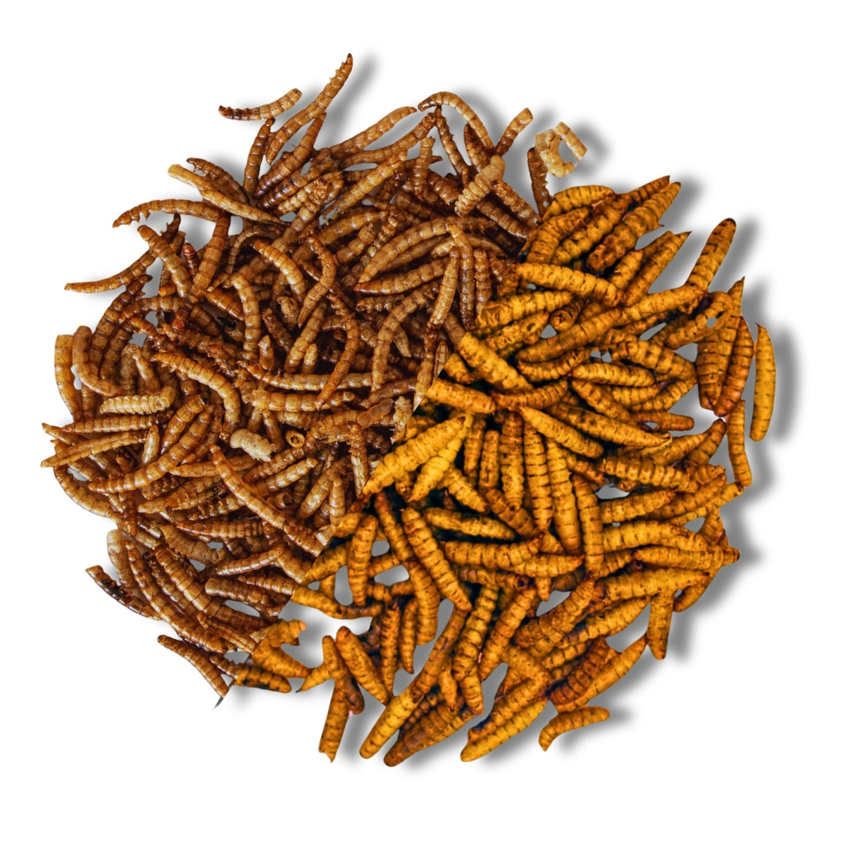 Mélange d'insectes composé de 51 % de vers de farine et 49 % de larves de mouches soldats – nourriture naturelle premium pour oiseaux, hérissons, poules et reptiles