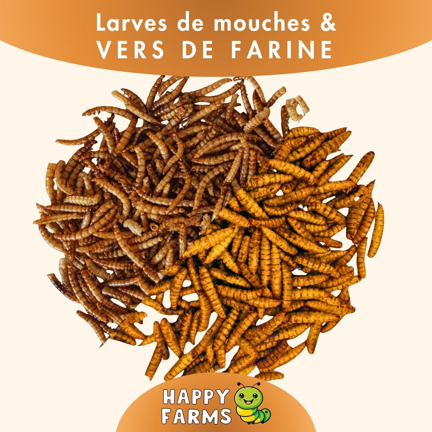 Mélange d'insectes 