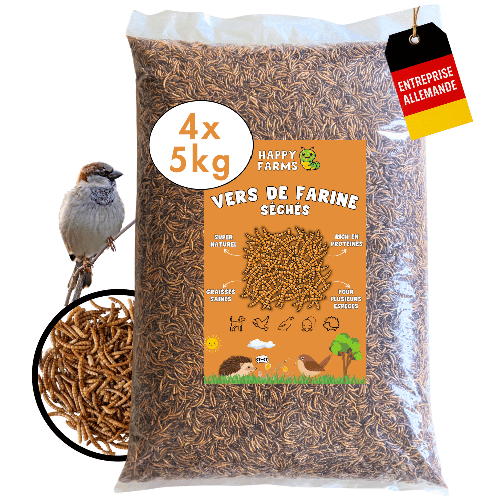Vers de farine séchés 